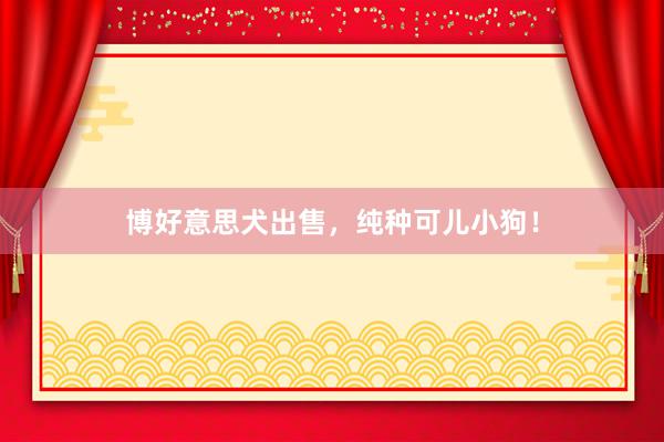 博好意思犬出售，纯种可儿小狗！
